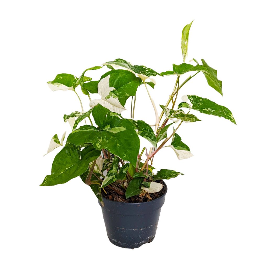 Arrowhead Vine | Albo | Rare Plant