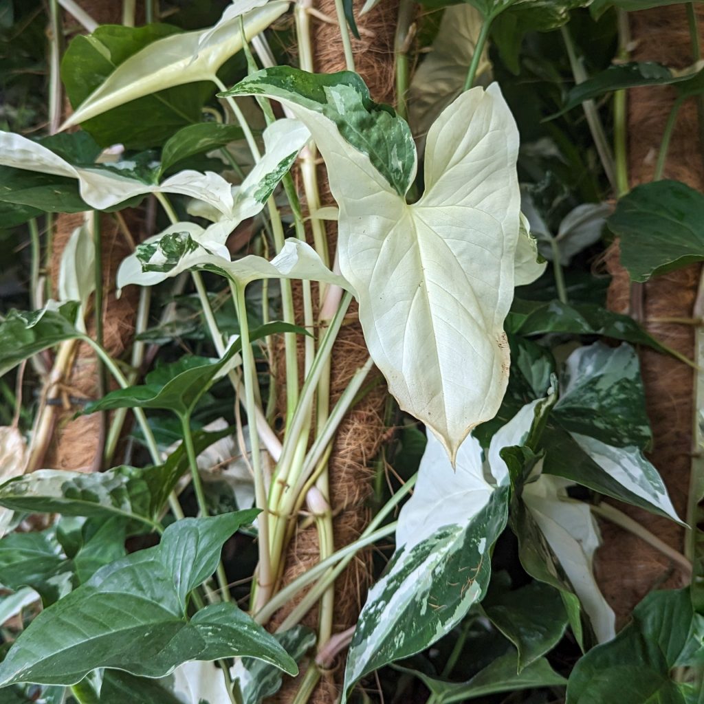 Arrowhead Vine | Albo | Rare Plant