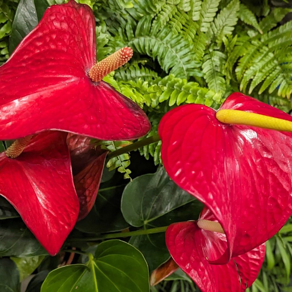 Flamingo Flower | Red Bull