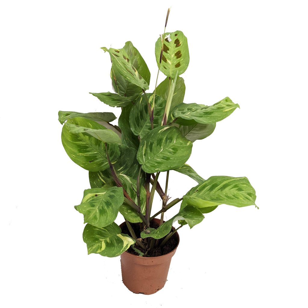 Variegated Prayer Plant | Rabbit’s Foot | Fiesta | Rare Plant