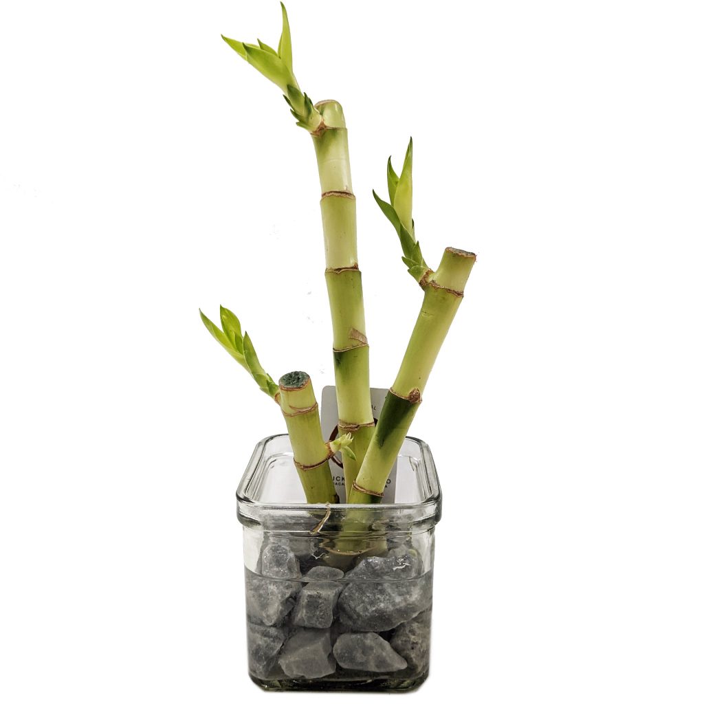 Lucky Bamboo