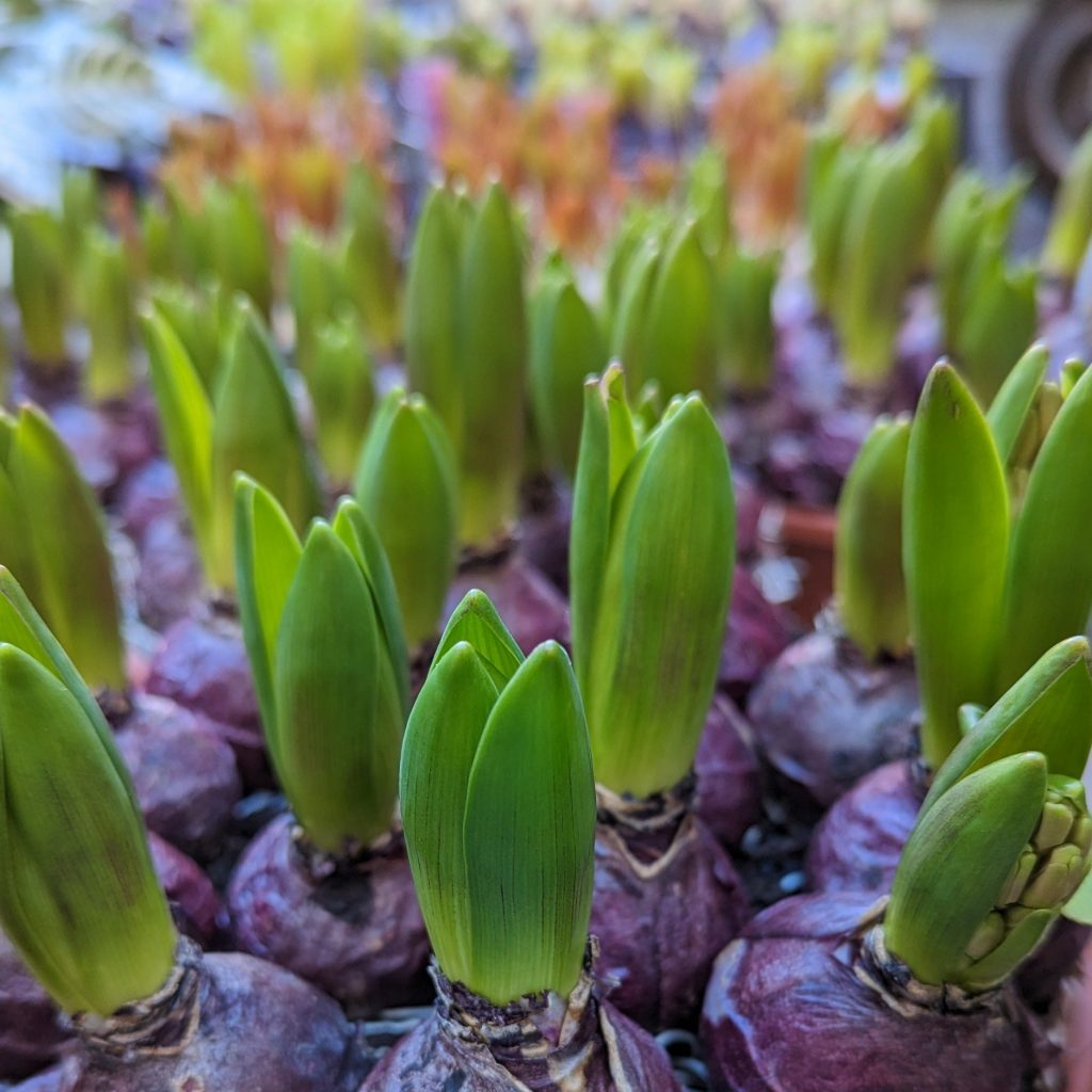 Scented Hyacinths