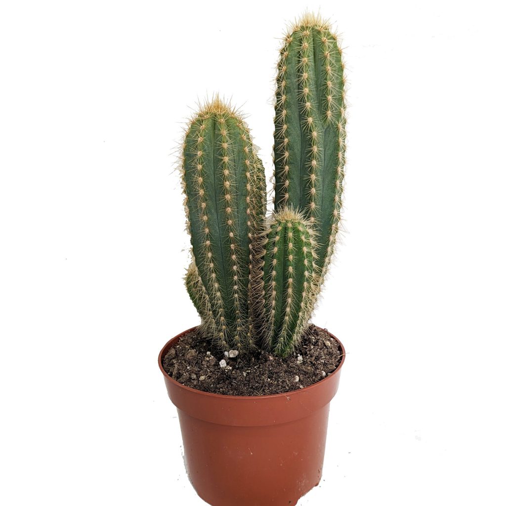 Blue Column Cactus