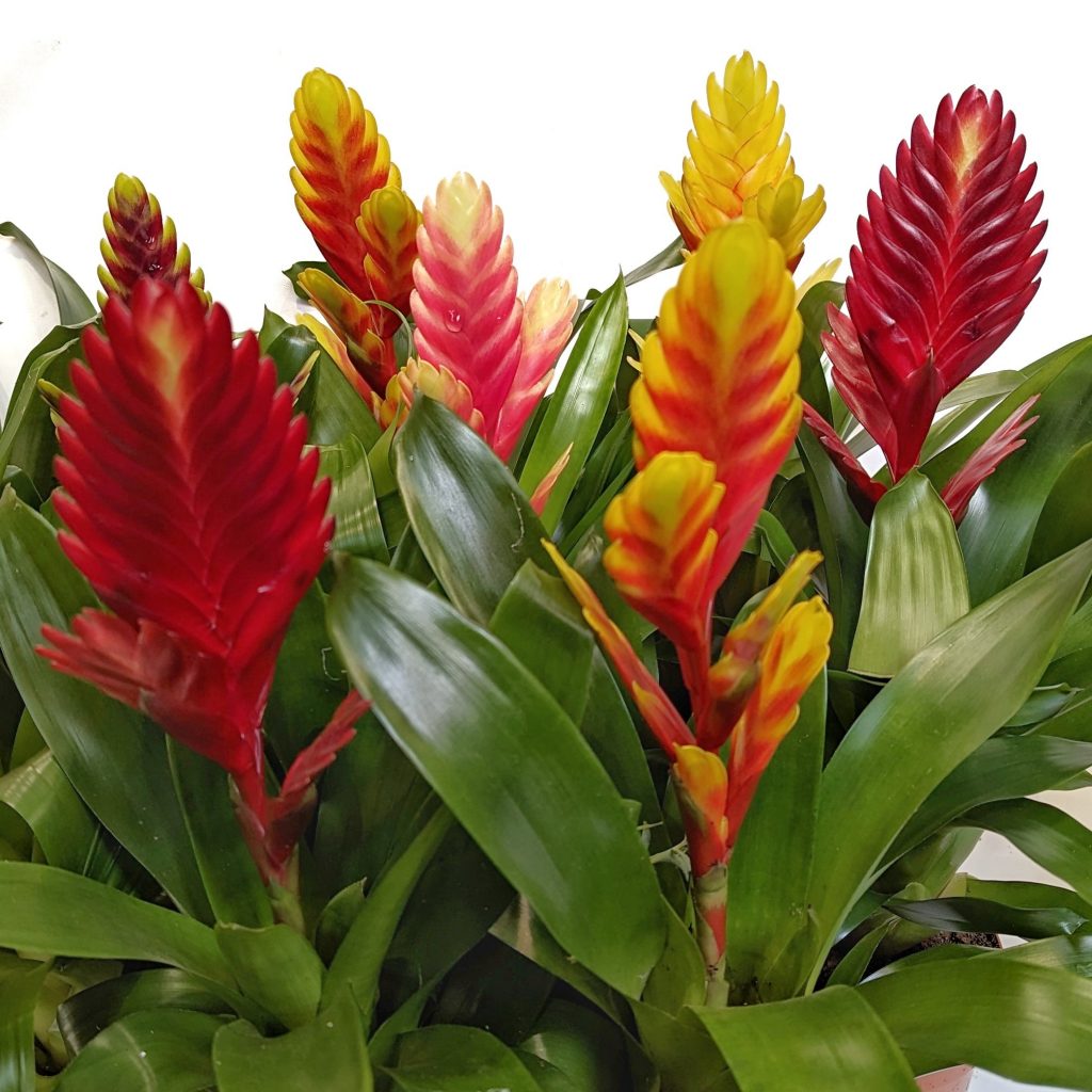 Vriesea Flaming Sword | Various Colours