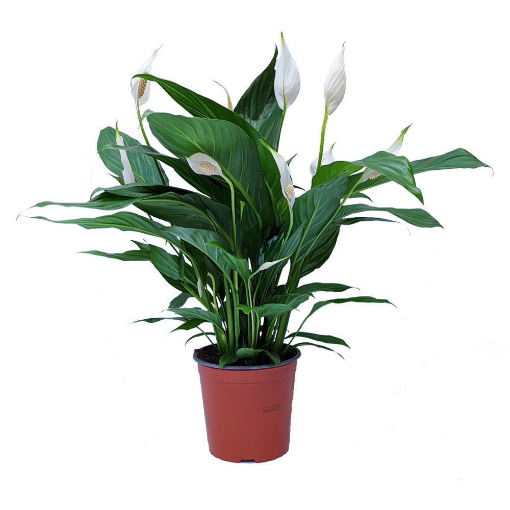 Peace Lily | Bingo Cupido