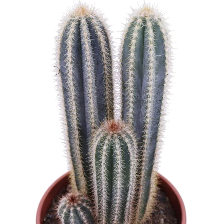 Blue Torch Cactus