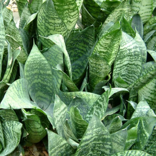 Snake Plant | Hahnii