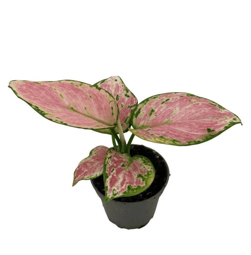 Chinese Evergreen | Red Zirkon