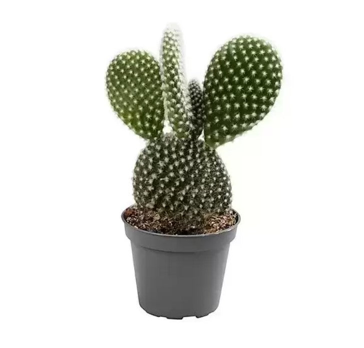 Bunny Ears Cactus