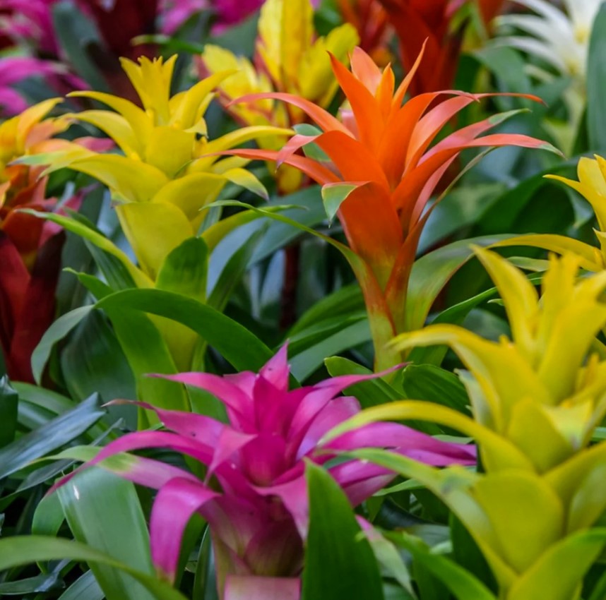 Flowering Bromeliad | Guzmania | Various Colours