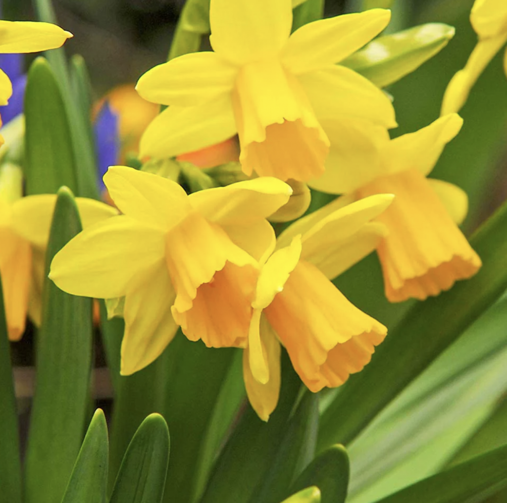 Narcissi | Tete A Tete