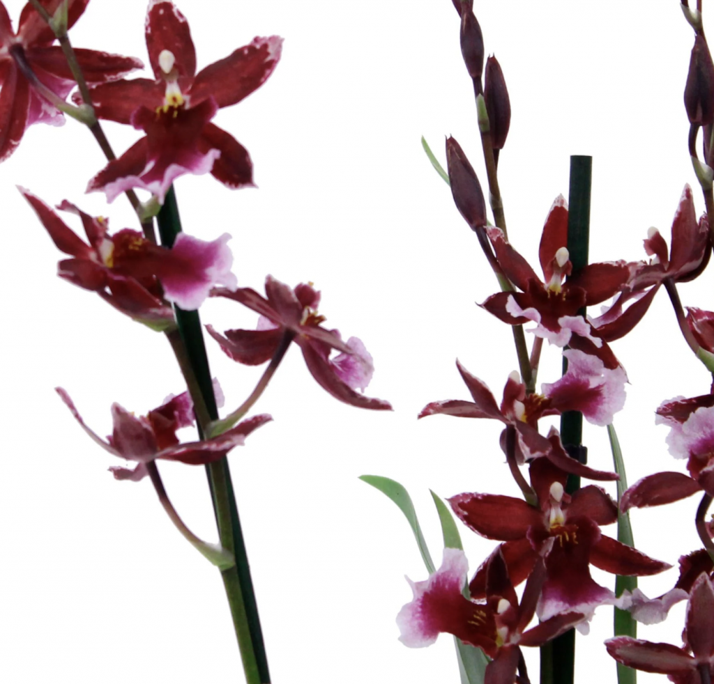 Cambria Orchid |  Barrocco Red