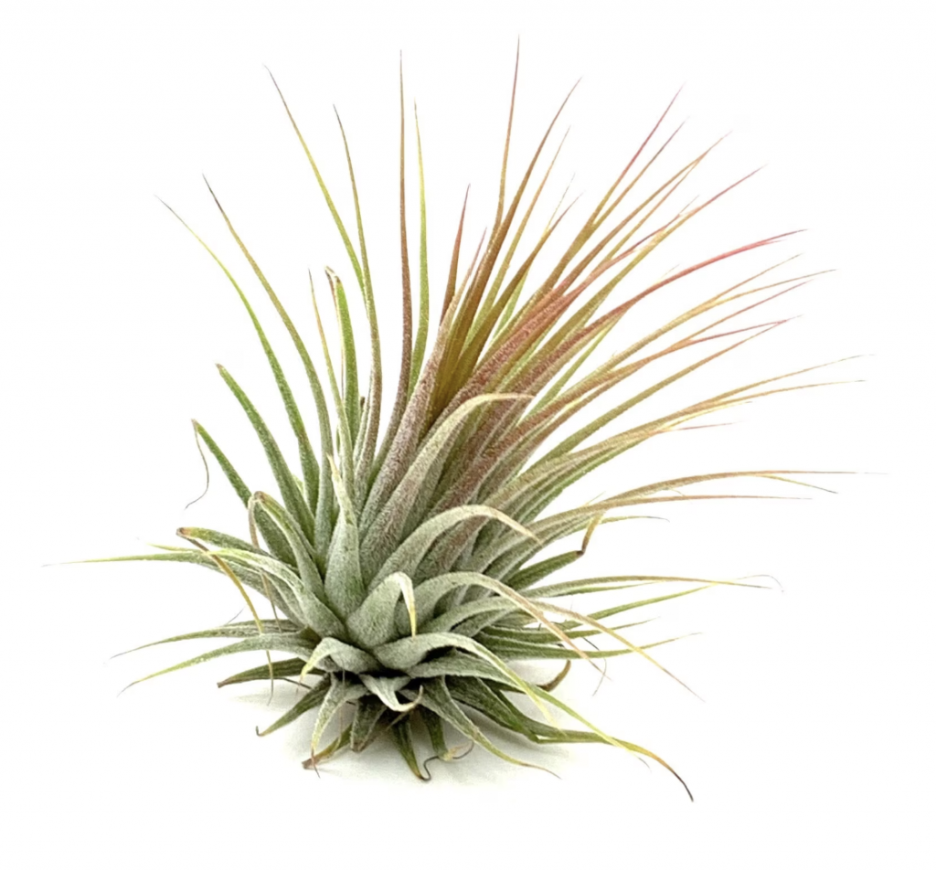 Air Plant | Green