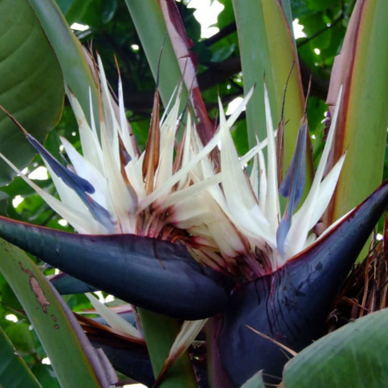 Bird Of Paradise | Alba | Rare Plant | Hard To Find