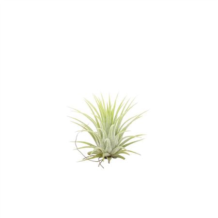 Air Plant | Green