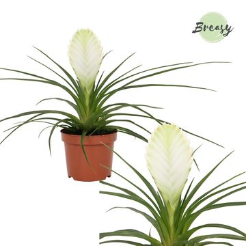 White Quill Plant | Biancini