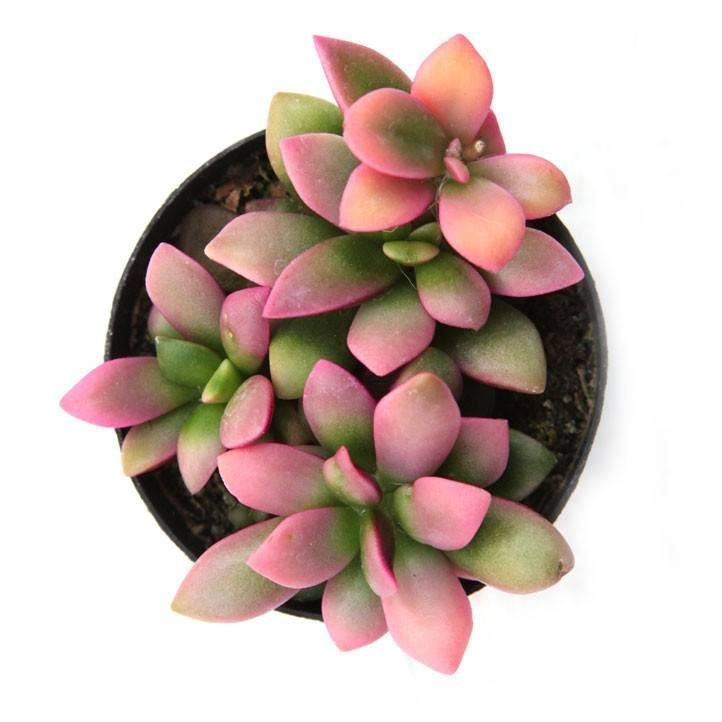 Sunrise Succulent