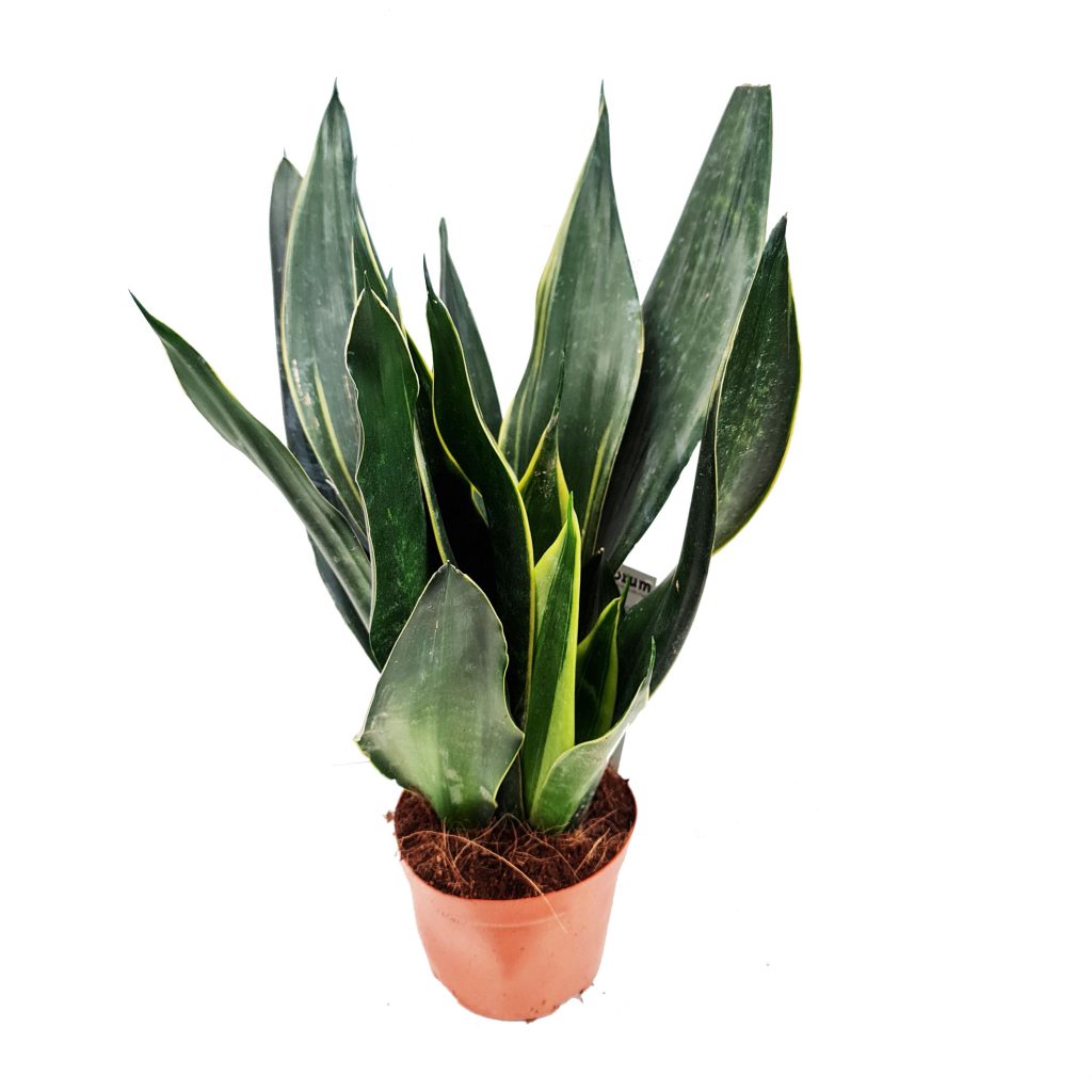 Snake Plant | Black Diamond