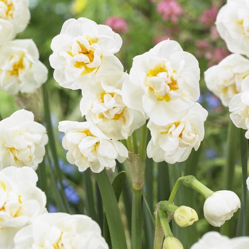 Narcissi | Bridal Crown