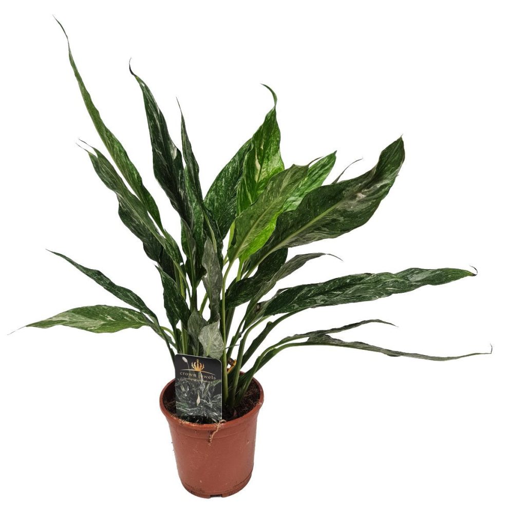 Peace Lily | Variegated Diamond