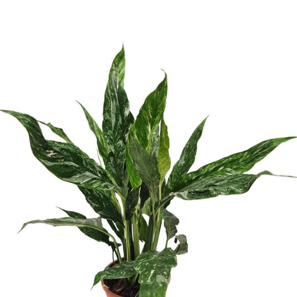 Peace Lily | Variegated Diamond