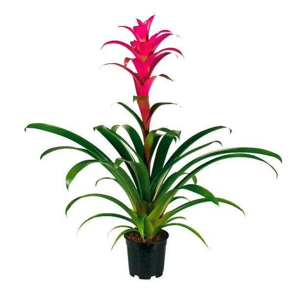 Flowering Bromeliad | Guzmania | Freya Pink