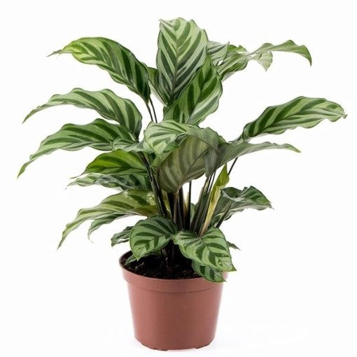 Prayer Plant | Freddie