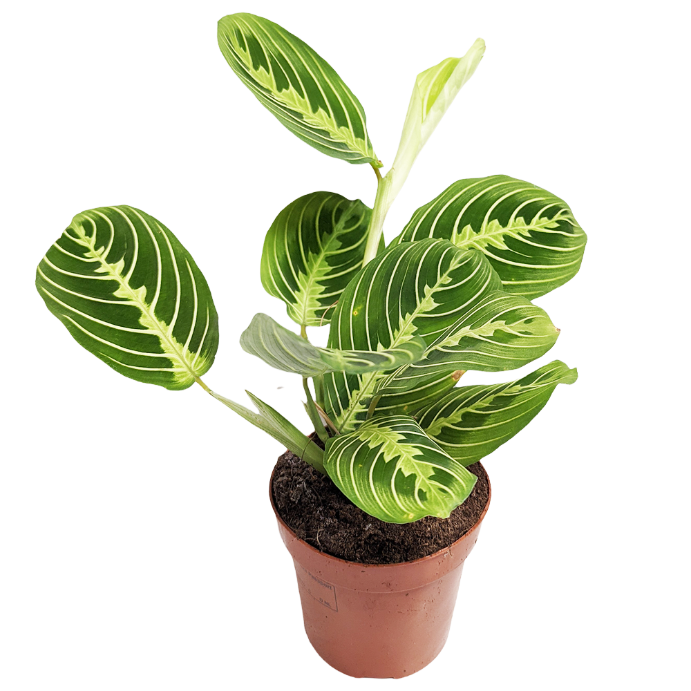 Prayer Plant | Lemon Lime | Rare Plant