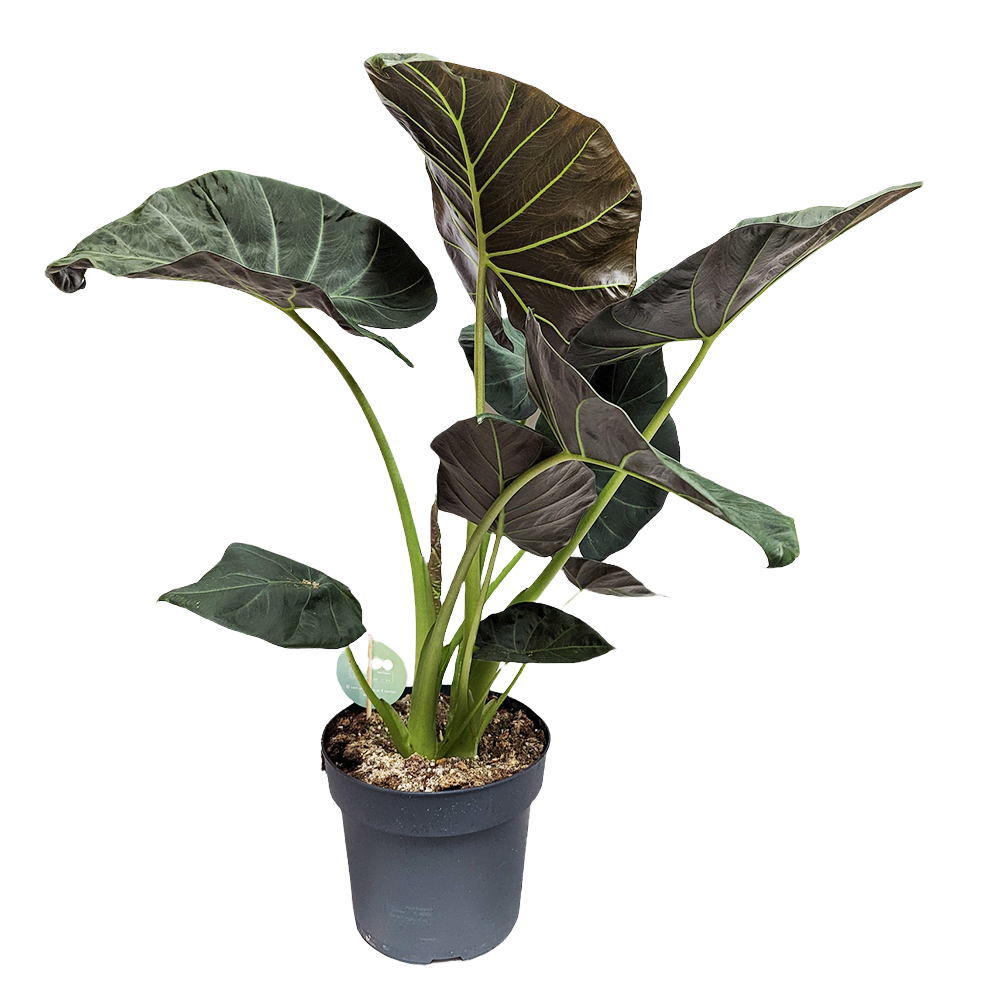 Alocasia Wentii