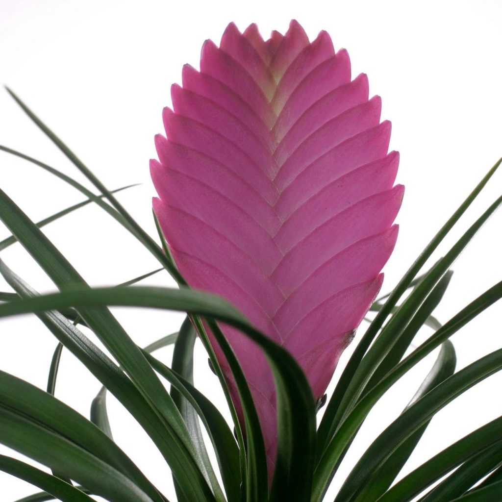 Pink Quill Plant