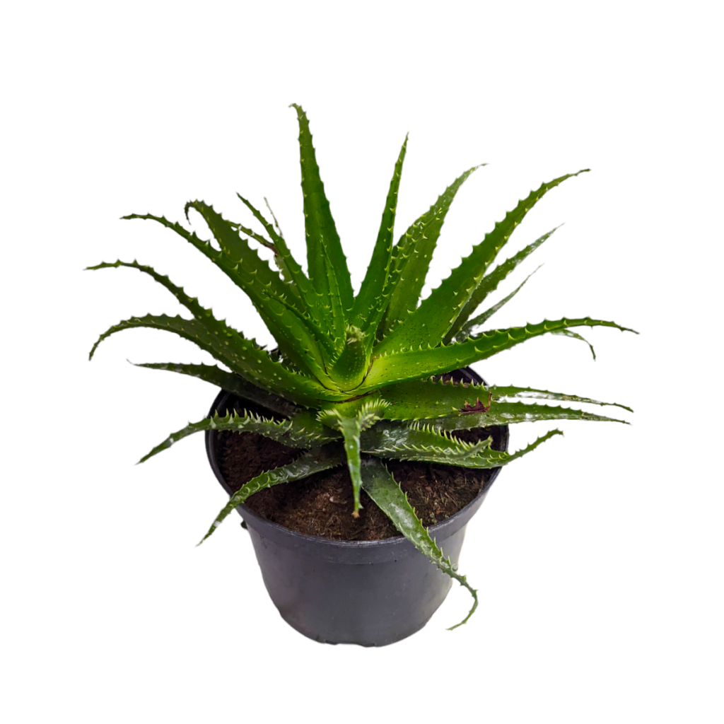 Candelabra Aloe Vera