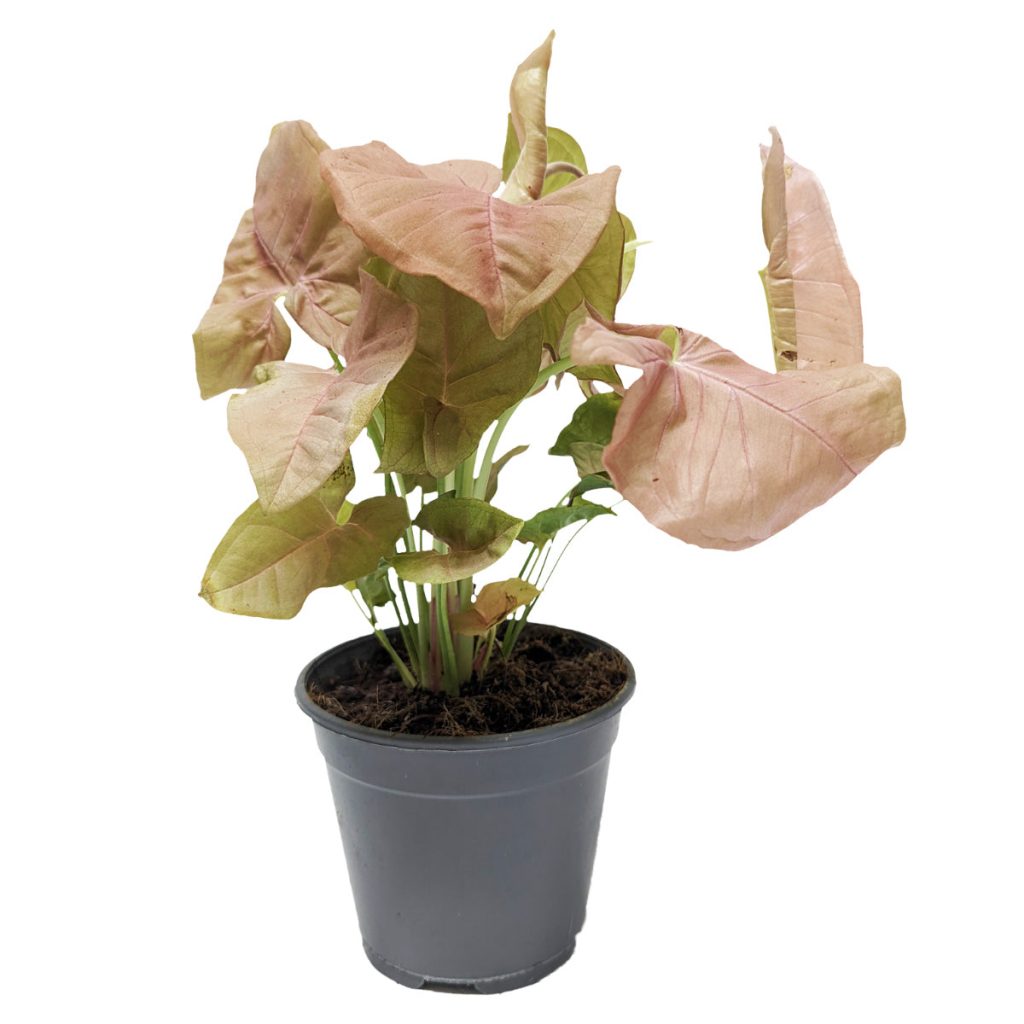 Pink Arrowhead Vine | Hard To Find