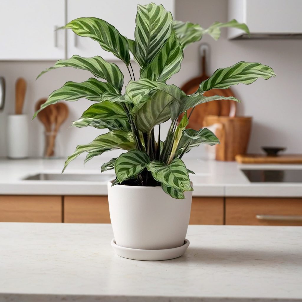 Prayer Plant | Freddie