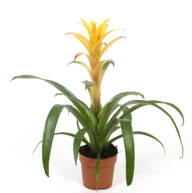 Bromeliad | Guzmania | Deseo Yellow